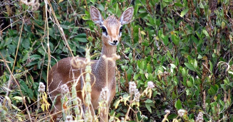 Dik-dik, a type of antelope