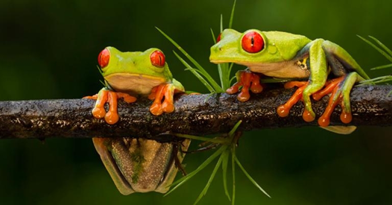 Red-eyed Tree Frogs