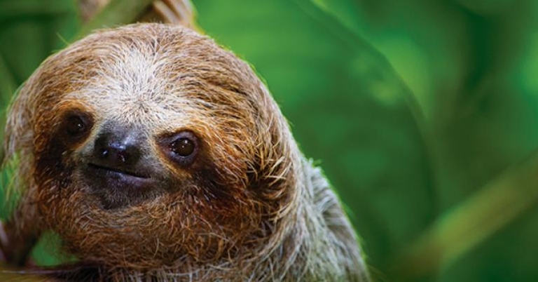 Sloth, Costa Rica