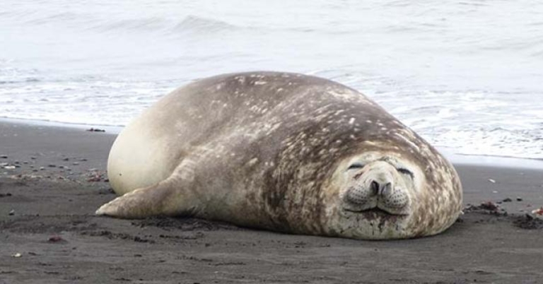 Weddell Seal