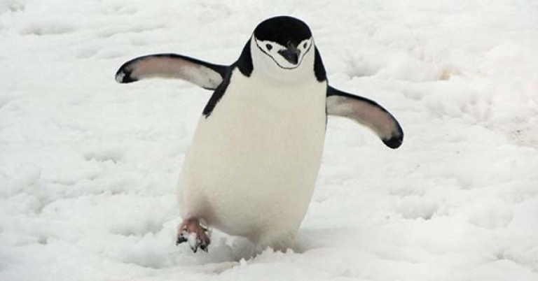 Chinstrap Penguin