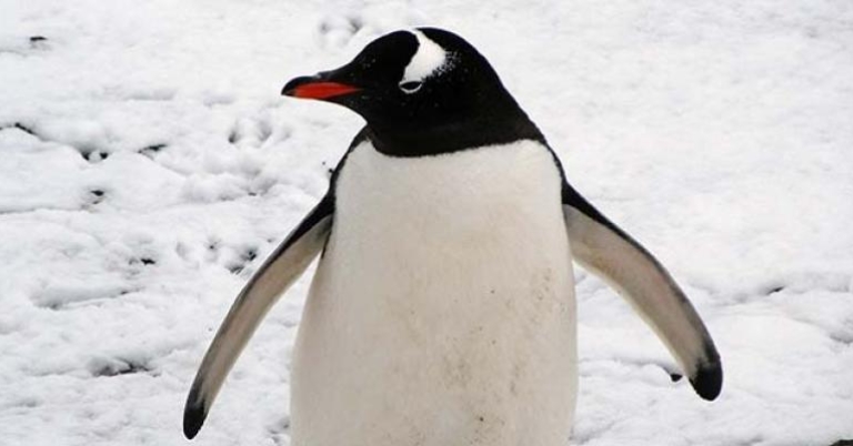 Gentoo Penguin, Antarctica