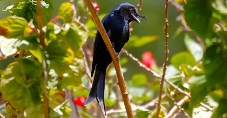 Crested Drongo