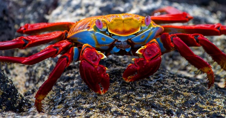Sally lightfoot crab