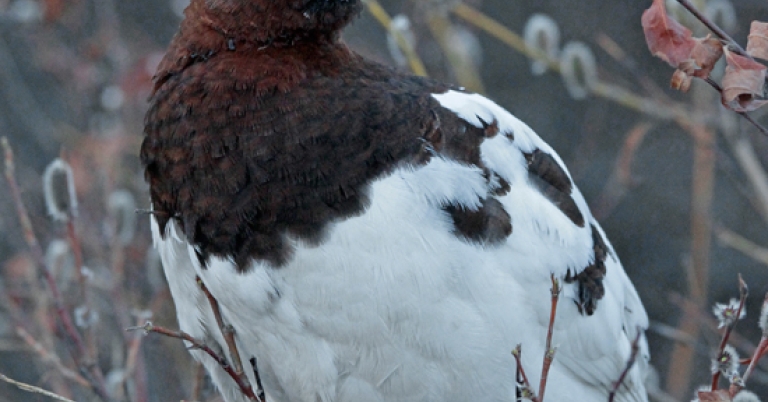 Willow Ptarmigan