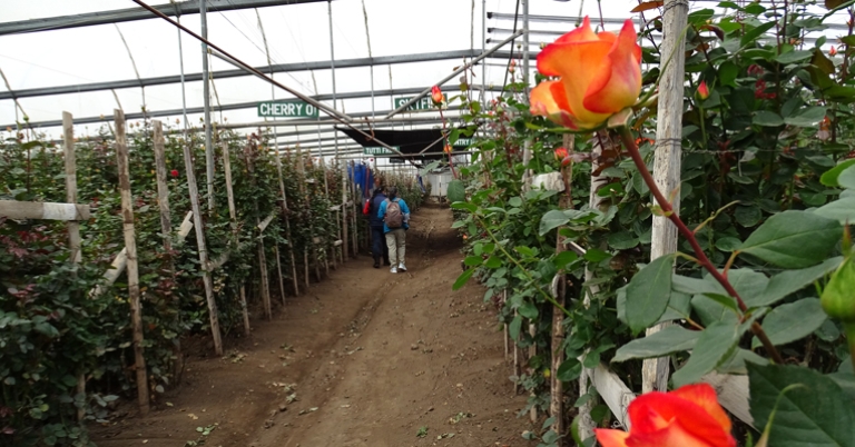 Rose farm in Ecuador