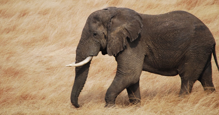Elephant