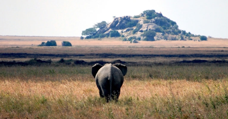 Elephant walking along the Serengeti 