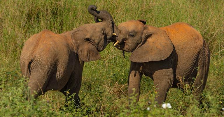 Young elephants playing