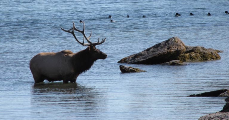 Elk at Yellowstone Lake
