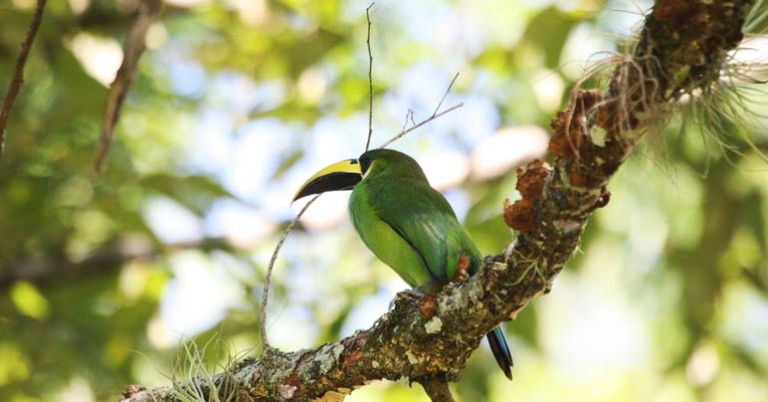 Northern Emerald-Toucanet 