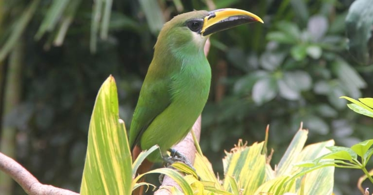 Northern Emerald-Toucanet