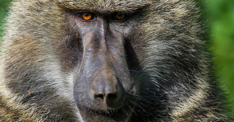 Olive Baboon