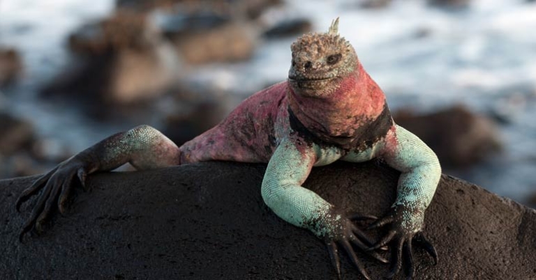 Marine iguana on Española Island