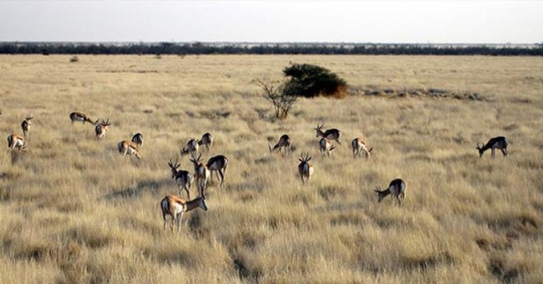 Etosha National Park