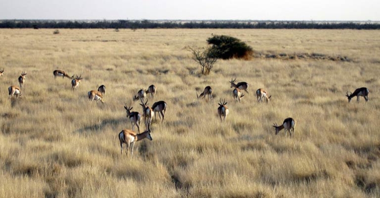 Etosha National Park