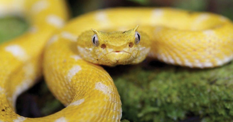Central American eyelash-viper