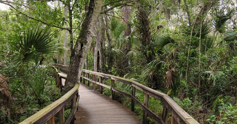 Fakahatchee Strand Preserve State Park, Florida
