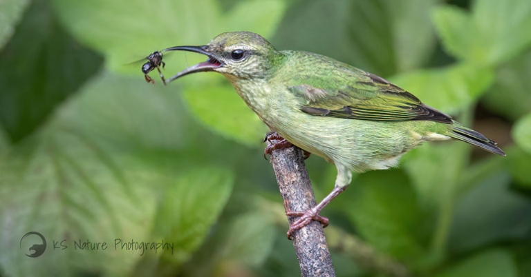 Red-legged Honeycreeper (female)