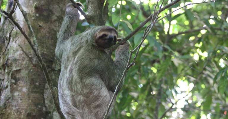 Brown-Throated Three-Toed sloth (Bradypus variegatus) in Carara National Park