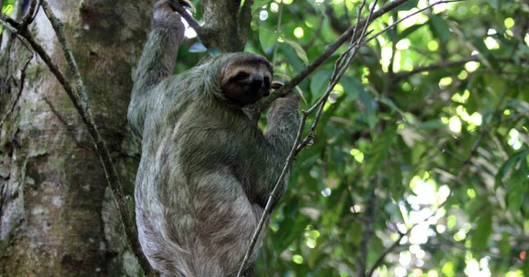 Brown-throated sloth in Carara National Park