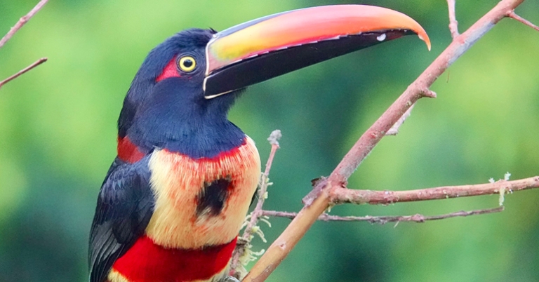 Fiery-billed Aracari