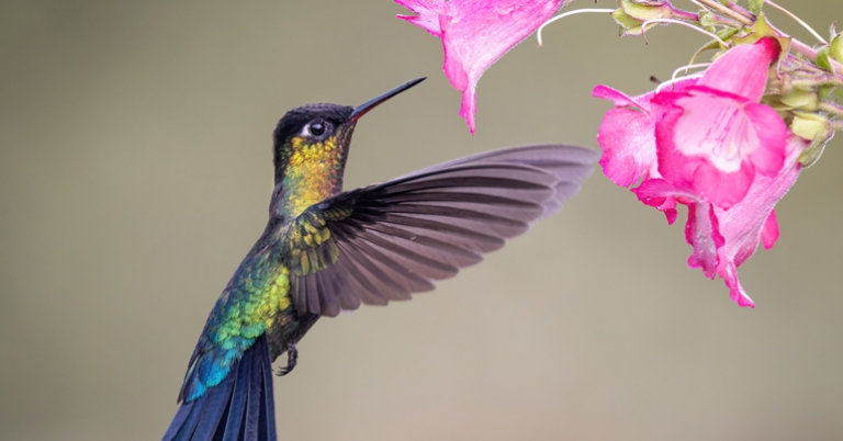 Fiery-throated Hummingbird