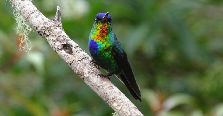 Fiery-throated Hummingbird