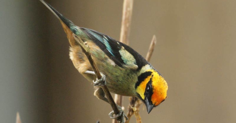 Flame-colored Tanager