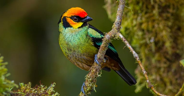 Flame-faced Tanager