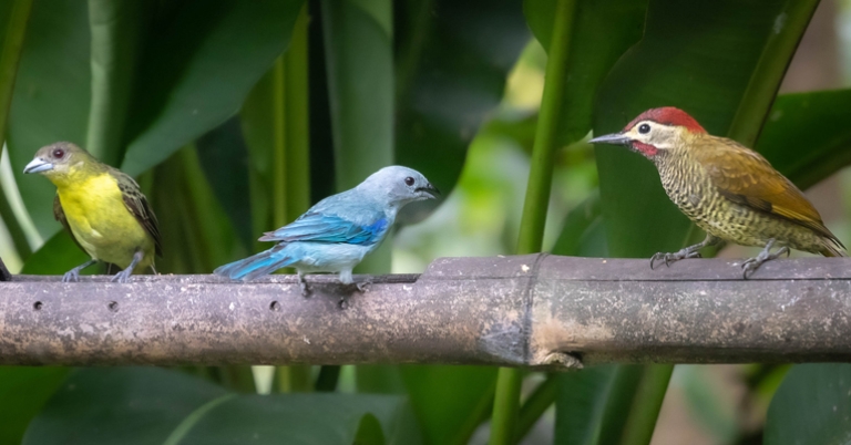 Flame-rumped Tanager, Blue-gray Tanager, and Golden-olive Woodpecker