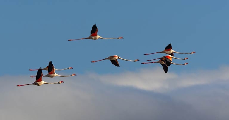 Flamingos in flight