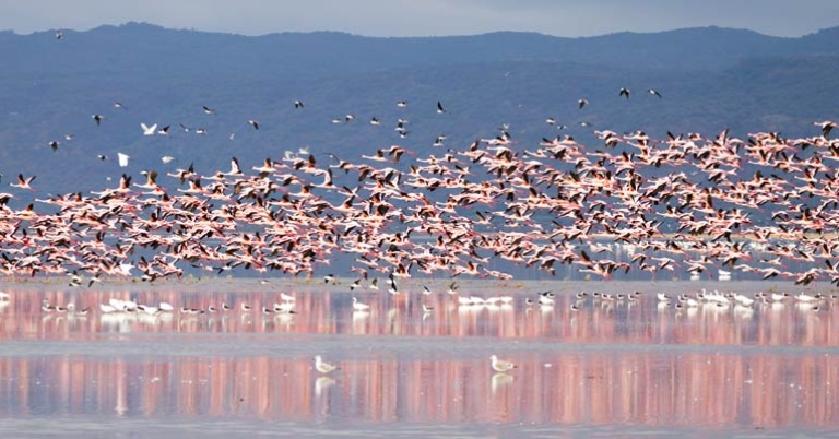 Flamingos on Lake Manyara