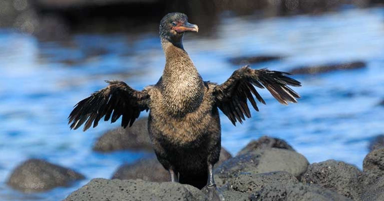 Flightless Cormorant