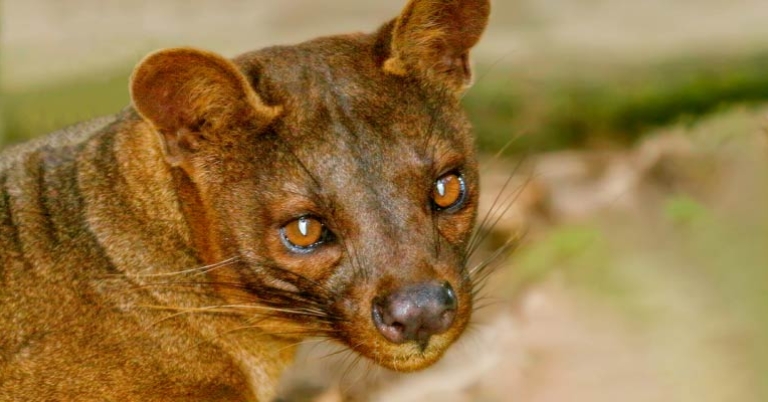 Fossa