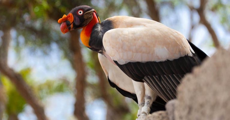 King Vulture