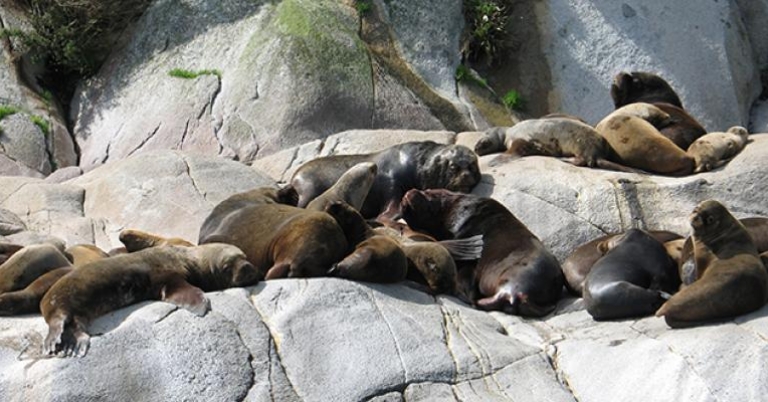 Fur seal colony