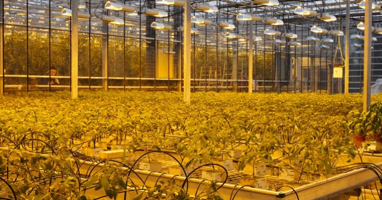 Friðheimar Greenhouse