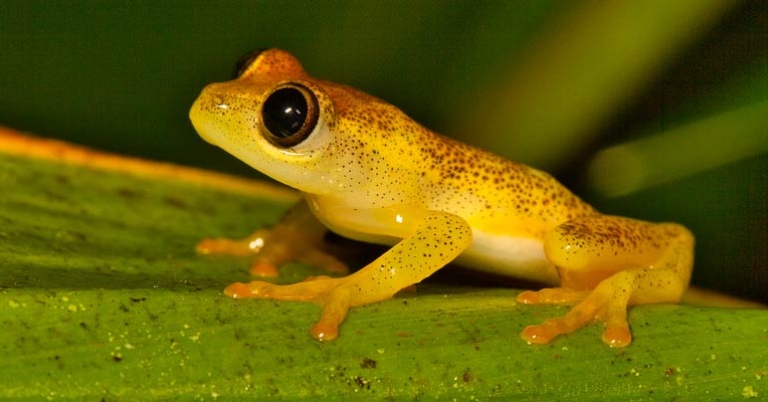 Tree frog, Boophis sp.