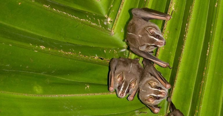 Great fruit-eating bats in Gamboa