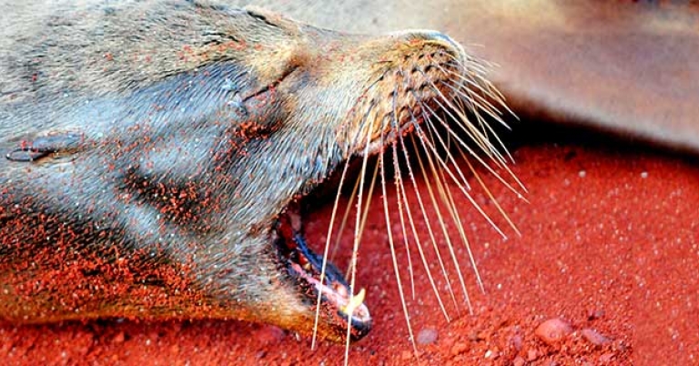 Galápagos sea lion on the red sands of Rábida Island