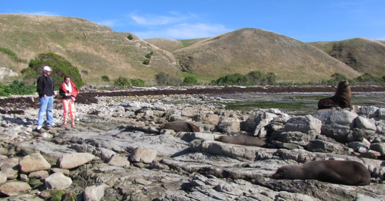 New Zealand fur seals at Kaikōura