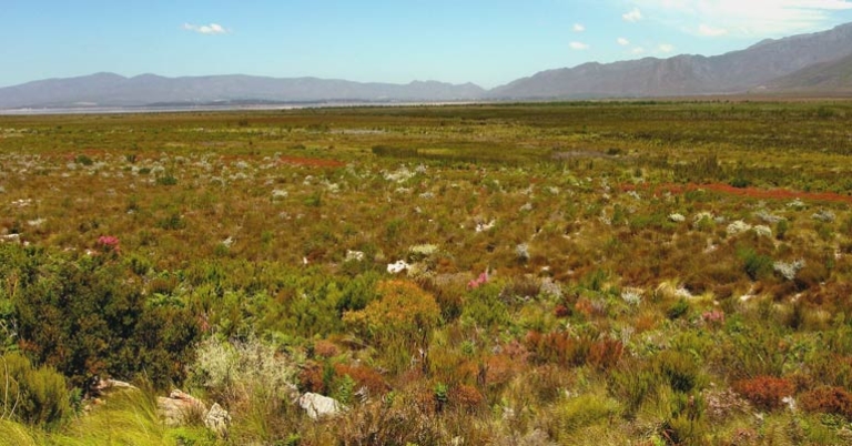 Fynbos landscape