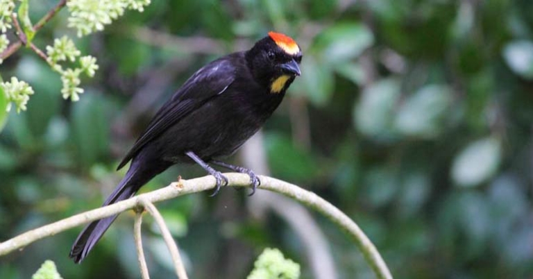 Flame-crested Tanager