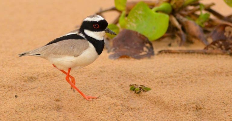 Pied Plover