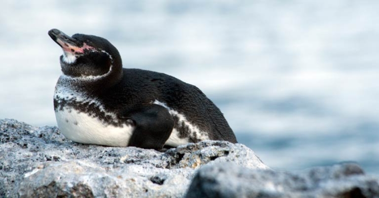 Galapagos Penguin