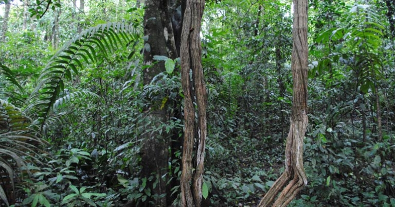 Selva Verde rainforest trail