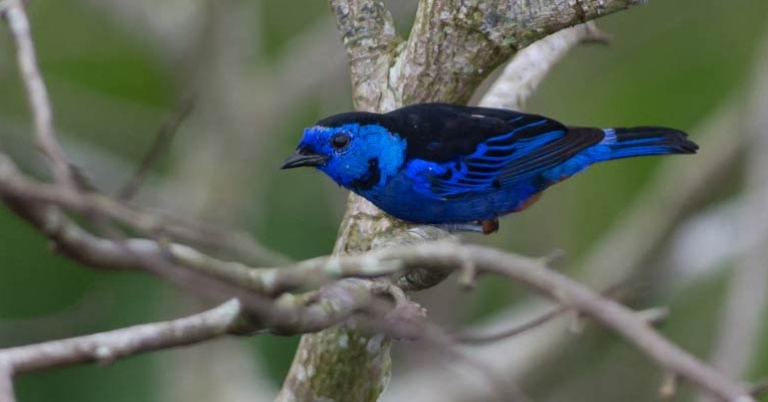 Opal-rumped Tanager