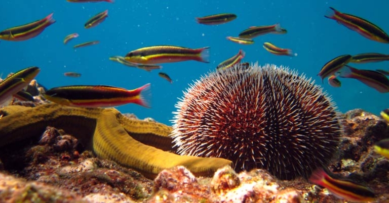 View marine life up close on a snorkeling excursion