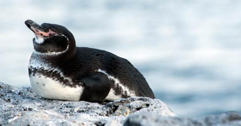 Galapagos Penguin